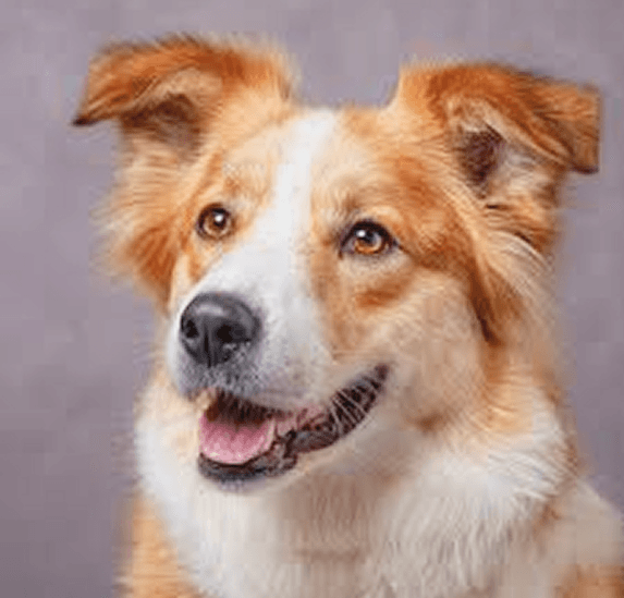 Animal Welfare & Co-Existence